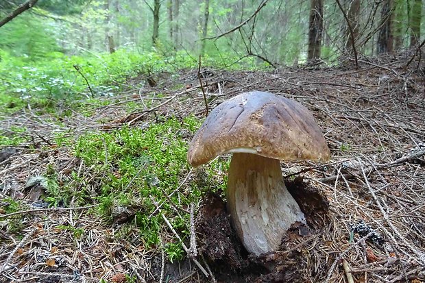 hríb smrekový Boletus edulis Bull.