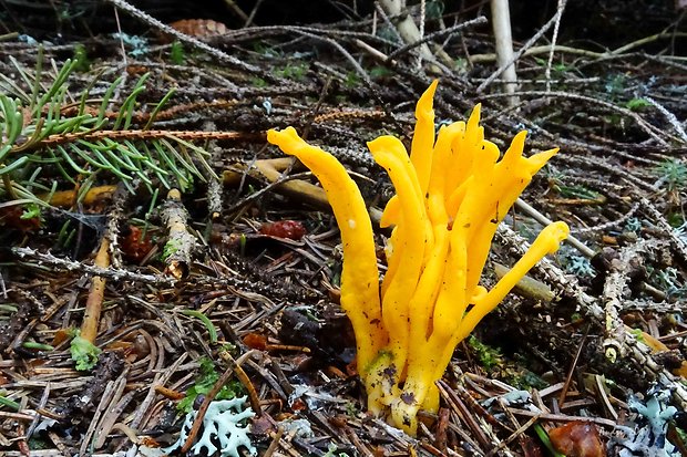 parôžkovec lepkavý Calocera viscosa (Pers.) Fr.