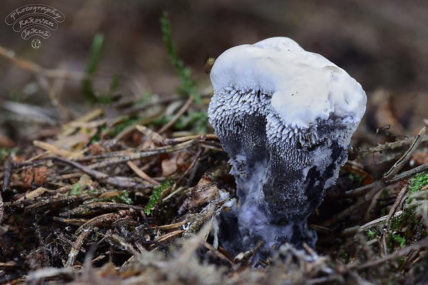 jelenkovka voňavá Hydnellum suaveolens (Scop.) P. Karst.