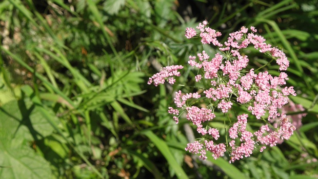 kôprovníček bezobalový Ligusticum mutellina (L.) Crantz