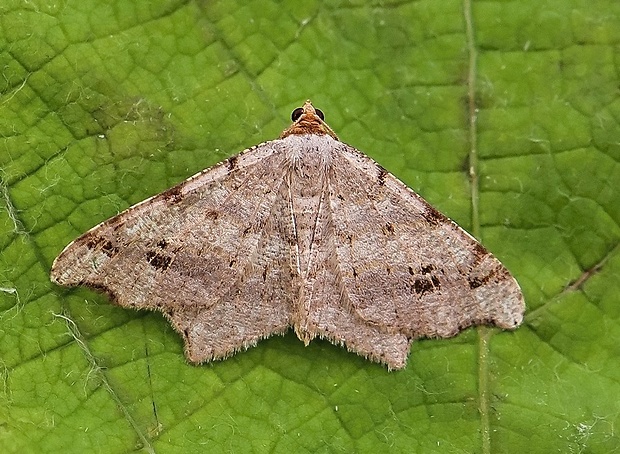 listnatka kosákovitá Macaria alternata