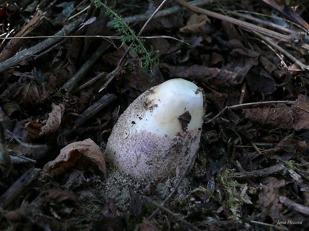 hadovka Hadriánova Phallus hadriani Vent.