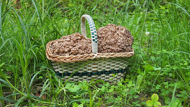 trúdnik klobúčkatý Polyporus umbellatus (Pers.) Fr.