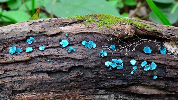 zelenica Chlorociboria sp.