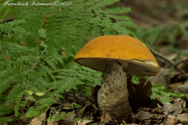 kozák osikový Leccinum albostipitatum den Bakker & Noordel.