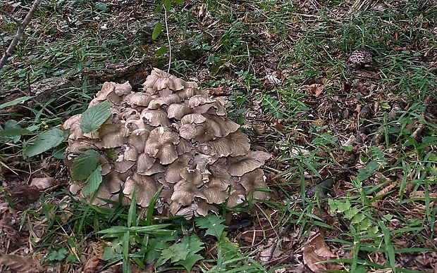 trúdnik klobúčkatý Polyporus umbellatus (Pers.) Fr.