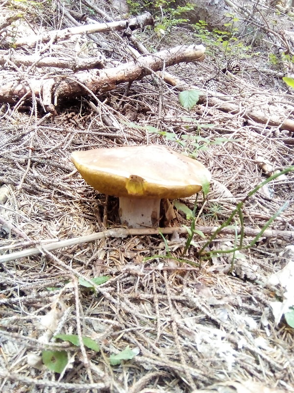 hríb smrekový Boletus edulis Bull.