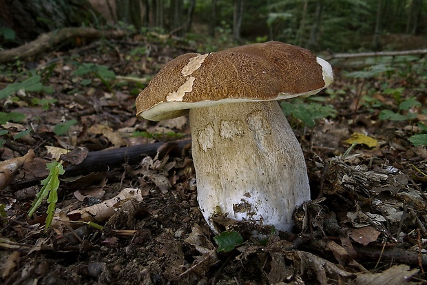 hríb dubový Boletus reticulatus Schaeff.