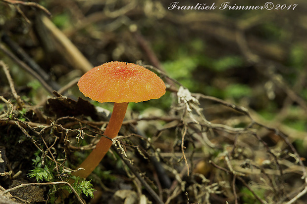 lúčnica Hygrocybe sp.