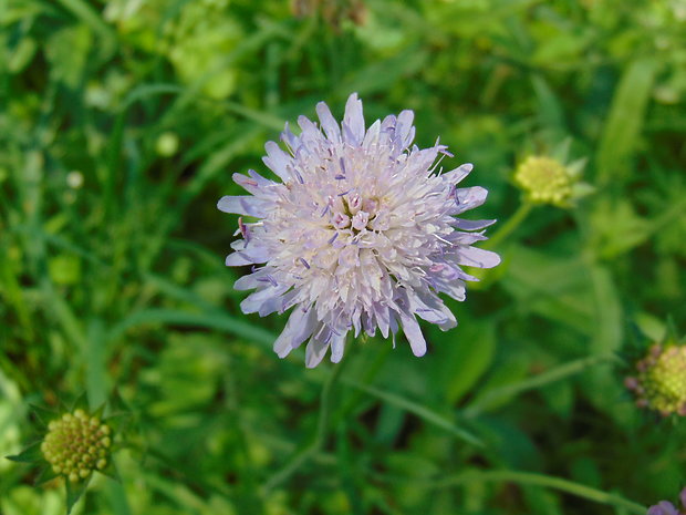 chrastavec roľný Knautia arvensis (L.) Coult.