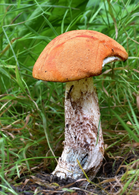 kozák osikový Leccinum albostipitatum den Bakker & Noordel.