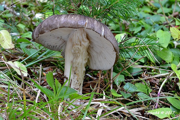 povraznica širokolupeňová Megacollybia platyphylla (Pers.) Kotl. & Pouzar