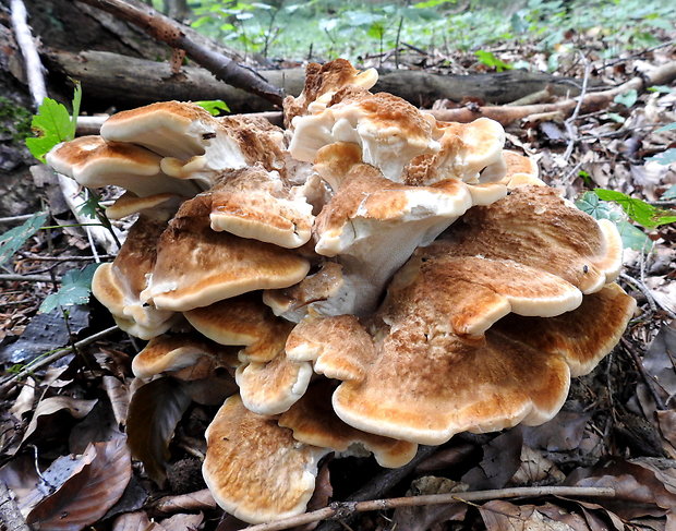 vejárovec obrovský Meripilus giganteus (Pers.) P. Karst.