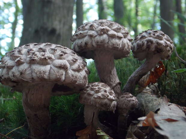 šiškovec šupinatý Strobilomyces strobilaceus (Scop.) Berk.