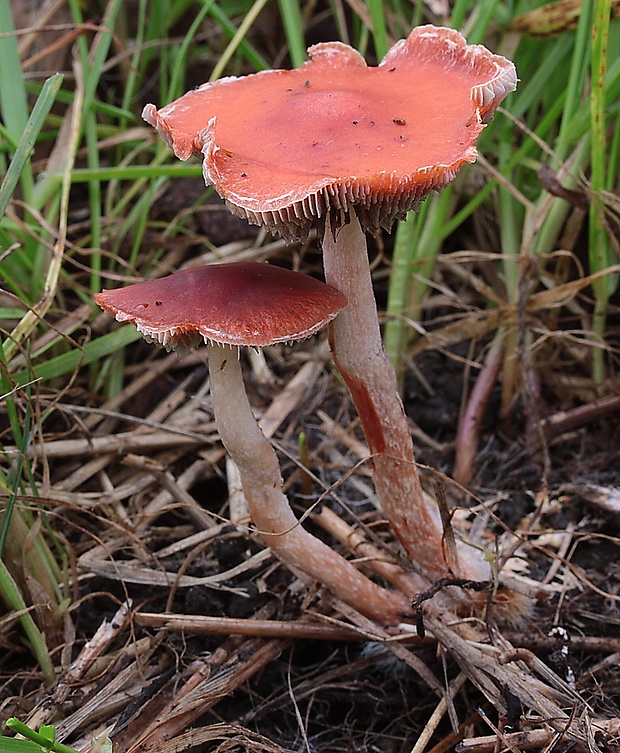 golierovka oranžová Stropharia aurantiaca (Cooke) M. Imai