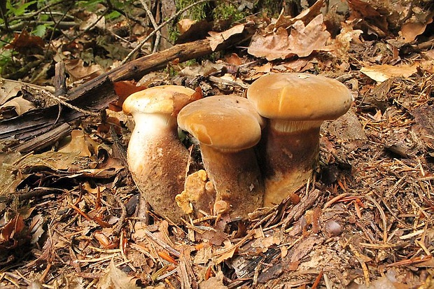 čechračka tmavohlúbiková Tapinella atrotomentosa (Batsch) Šutara