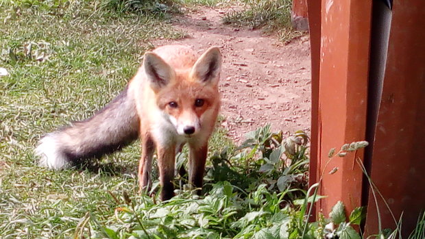 líška hrdzavá Vulpes vulpes  (D.A. Reid) Knudsen