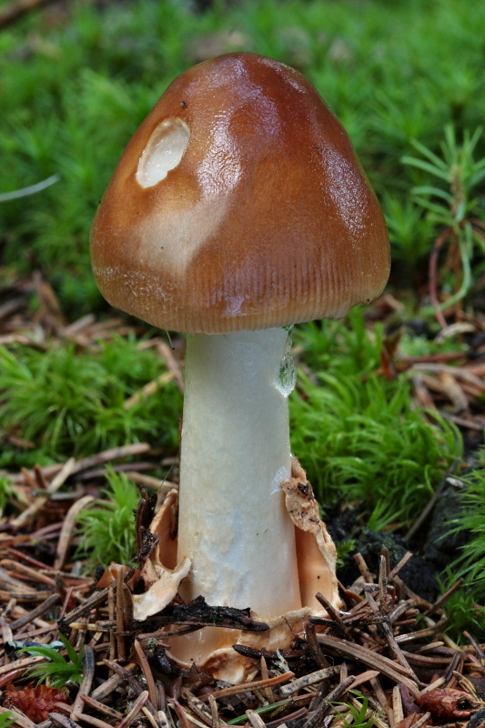 muchotrávka plavohnedá Amanita fulva Fr.