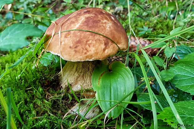 hríb smrekový Boletus edulis Bull.