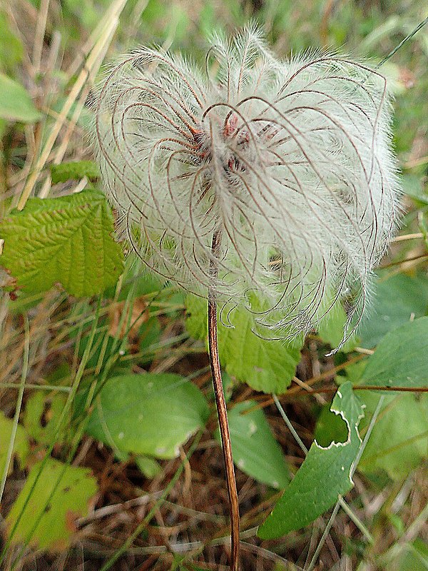 plamienok celistvolistý Clematis integrifolia L.