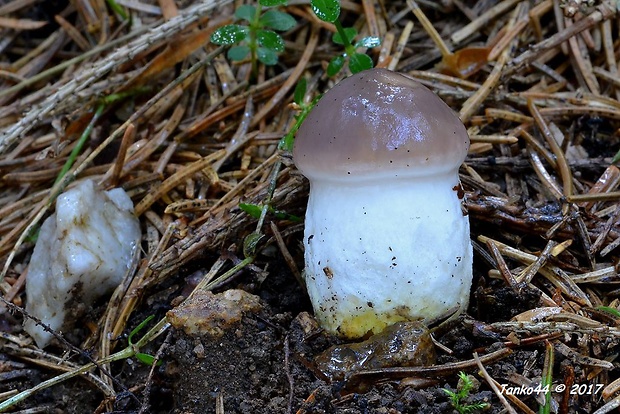 sliziak mazľavý Gomphidius glutinosus (Schaeff.) Fr.