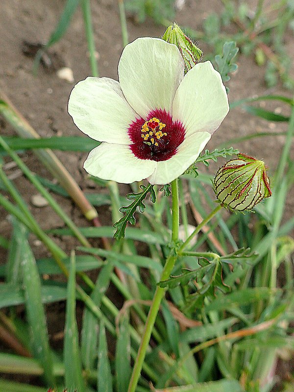 ibištek trojdielny Hibiscus trionum L.