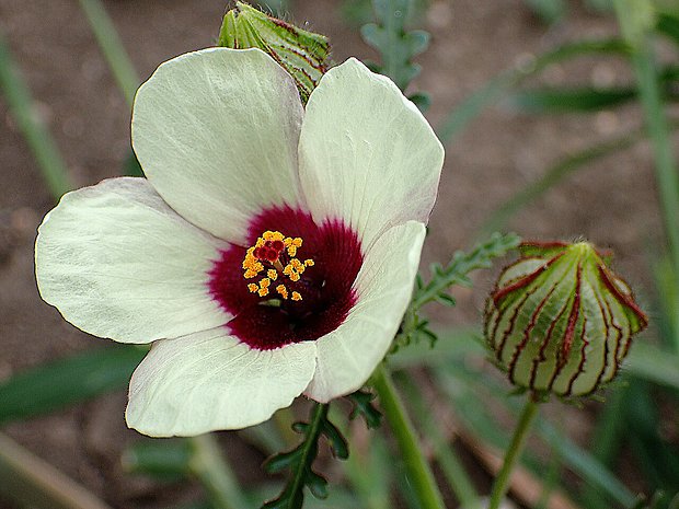 ibištek trojdielny Hibiscus trionum L.