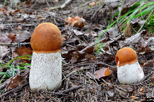 kozák osikový Leccinum albostipitatum den Bakker & Noordel.