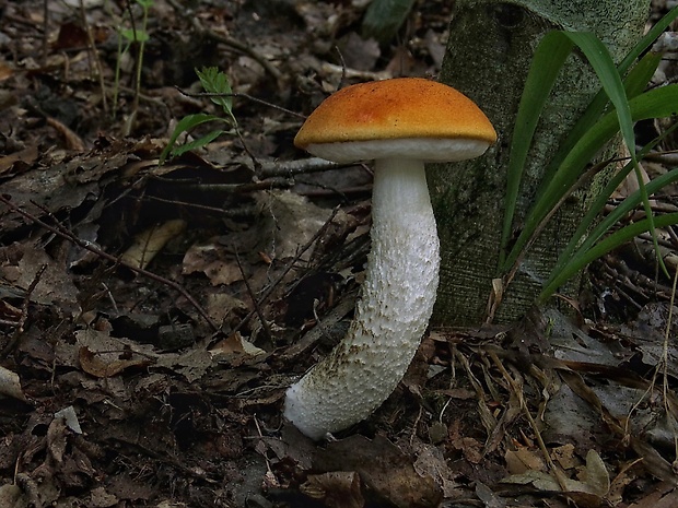 kozák osikový Leccinum albostipitatum den Bakker & Noordel.