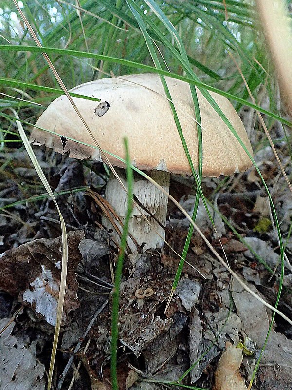 kozák topoľový Leccinum duriusculum (Schulzer ex Kalchbr.) Singer