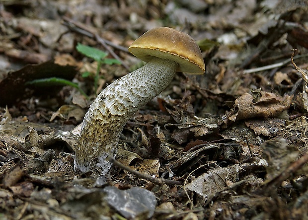 kozák hrabový Leccinum pseudoscabrum (Kallenb.) Šutara