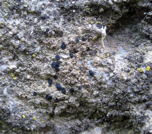 šáločka Lecidella patavina (A. Massal.) Knoph & Leuckert