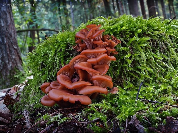 húževnatček ulitovitý Lentinellus cochleatus (Pers.) P. Karst.