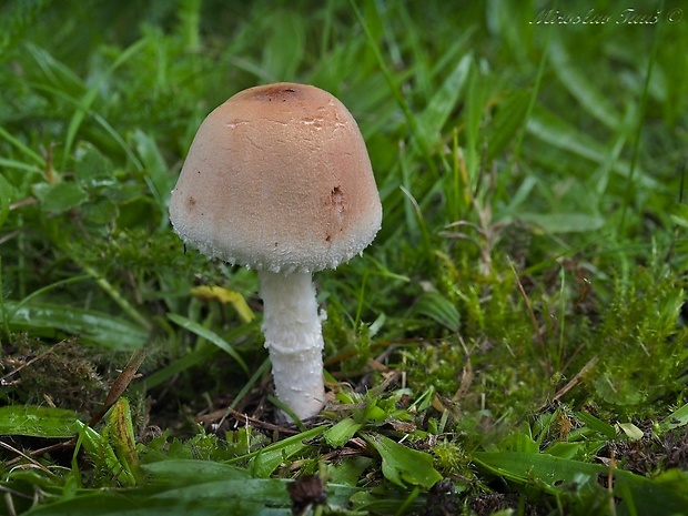 bedlička tanečnicovitá Lepiota oreadiformis Velen.