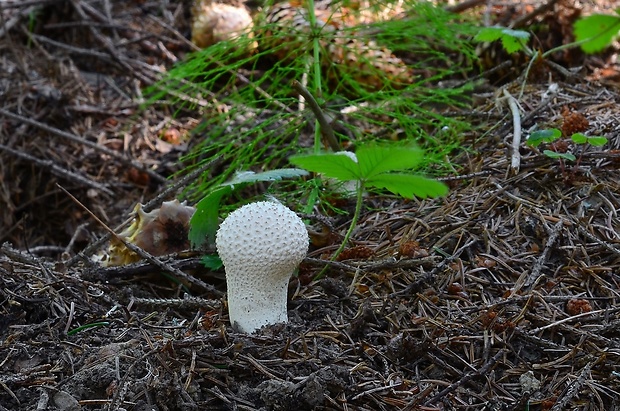 prášnica bradavičnatá Lycoperdon perlatum Pers.