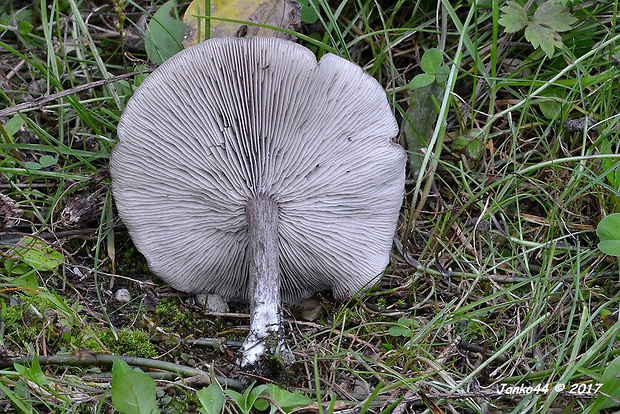 tmavuľka Melanoleuca sp.