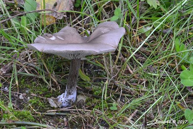 tmavuľka Melanoleuca sp.