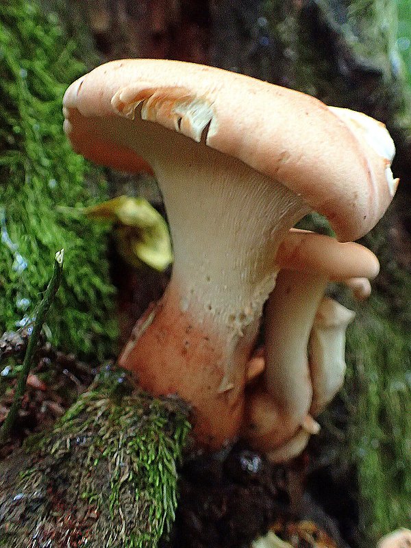 húževnatec pohárovitý Neolentinus schaefferi Redhead & Ginns