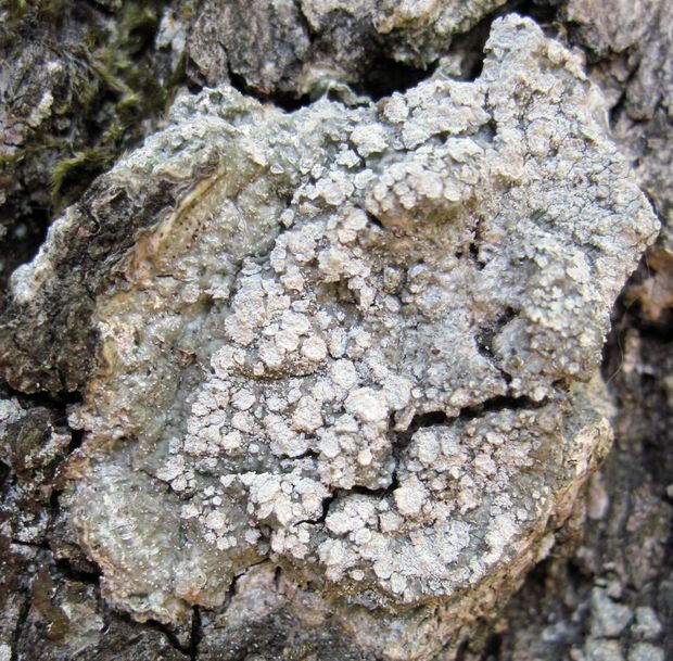 pertusária belavá Pertusaria albescens var. albescens (Huds.) M. Choisy & Werner