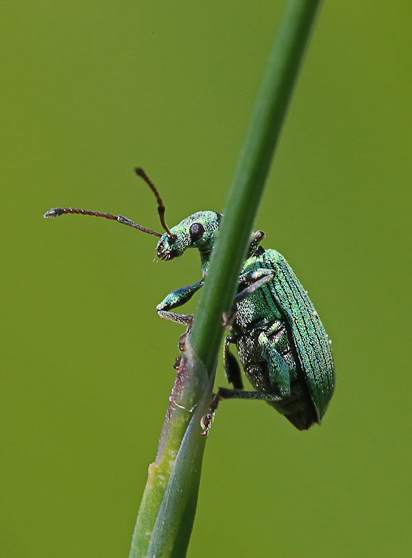 šupináčik žihľavový  Phyllobius pomaceus