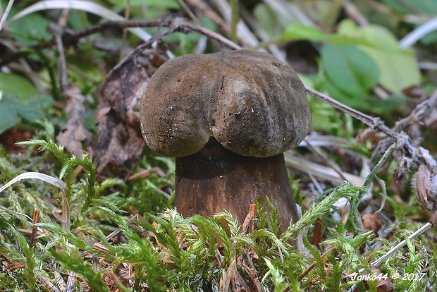 tmavohríb obyčajný Porphyrellus porphyrosporus (Fr. & Hök) E.-J. Gilbert