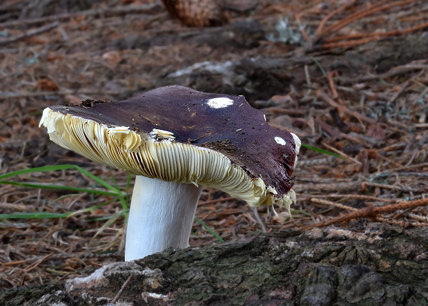 plávka Russula sp.