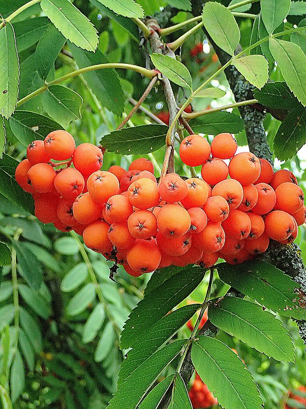 jarabina vtáčia Sorbus aucuparia L.