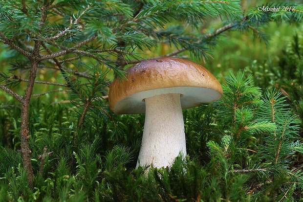 hríb smrekový Boletus edulis Bull.