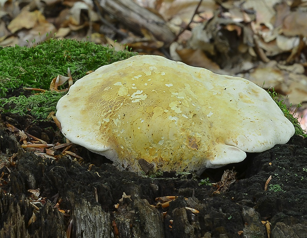 brezovník dubový Buglossoporus quercinus (Schrad.) Kotl. & Pouzar