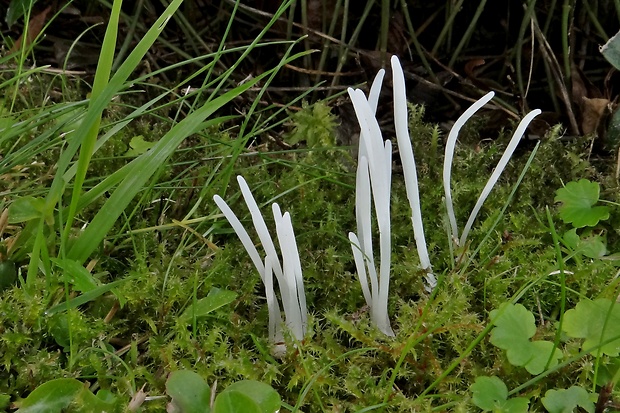 kyjačik Clavaria sp.