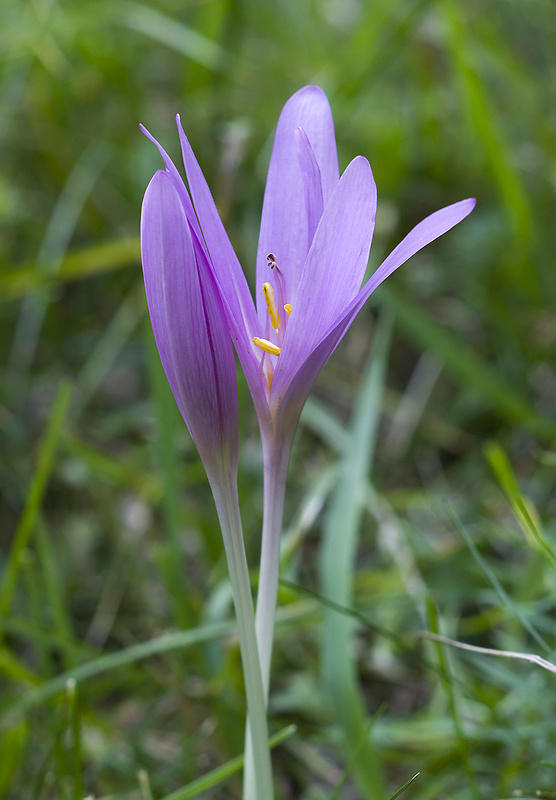 jesienka obyčajná Colchicum autumnale