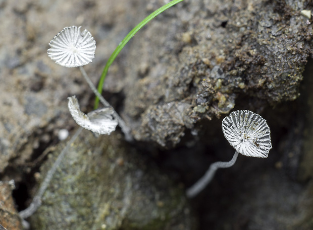 hnojník Coprinus sp.