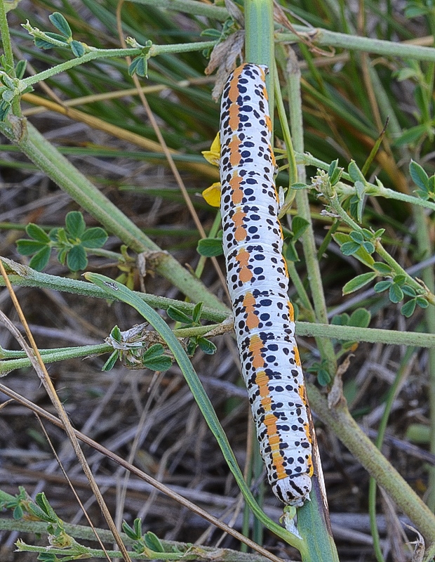 mora chondrilová Cucullia balsamitae