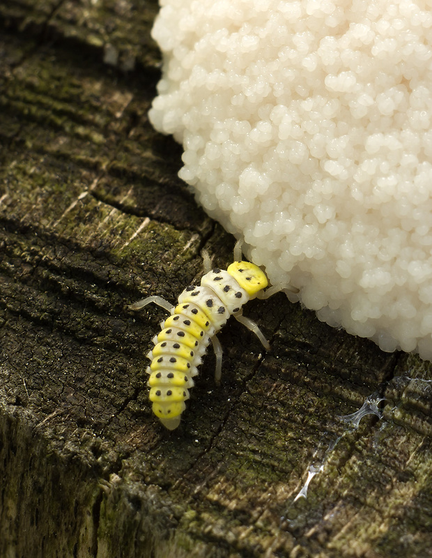 larva lienky Halyzia sedecimguttata Linnaeus, 1758